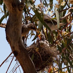 Yellow-throated Miners feeding their young