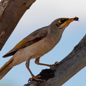 Yellow-throated Miner