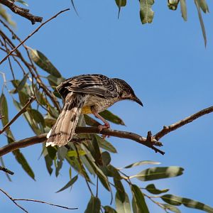 Red Wattlebird
