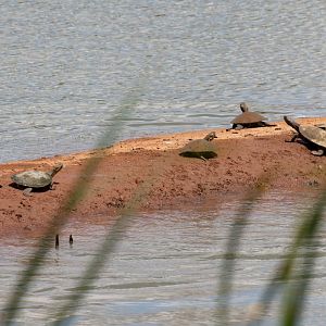 Short-necked Turtles