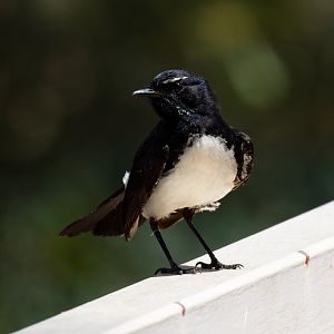 Willie Wagtail