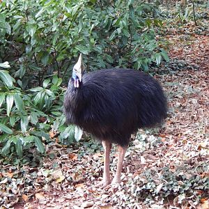 Southern cassowary 201121