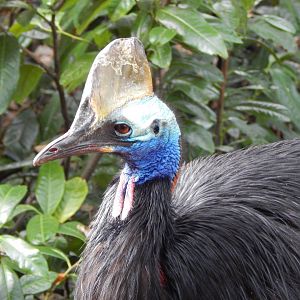 Southern cassowary 201121