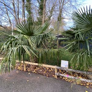 Greater roadrunner aviary 201121