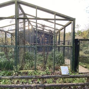 Wrinkled hornbill aviary 201121