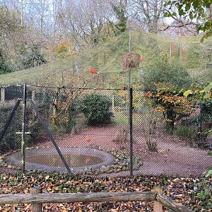 Scarlet ibis aviary 201121