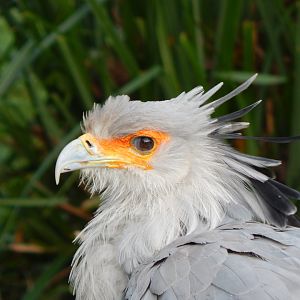 Secretary bird 201121
