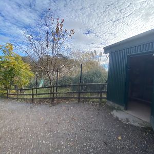 Eastern bongo enclosure 201121