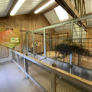 Eastern bongo indoors 201121