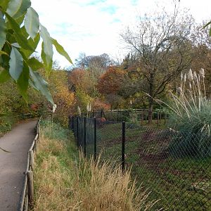 Eastern bongo enclosure 201121