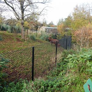 Eastern bongo enclosure 201121