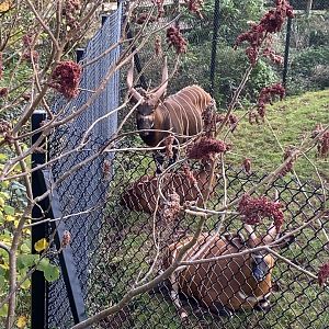 Eastern bongos 201121