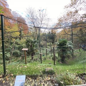 Ring-tailed lemur enclosure 201121
