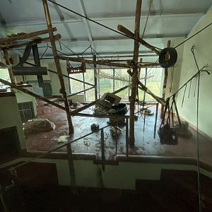 Bornean orangutan indoors 201121