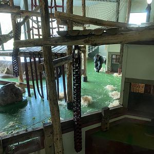 Western lowland gorilla indoors 201121