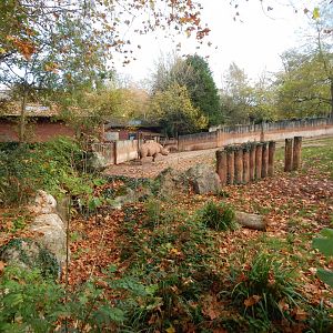 Eastern black rhinoceros enclosure 201121