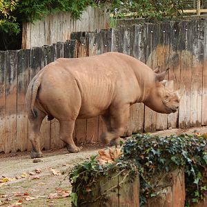 Eastern black rhinoceros 201121
