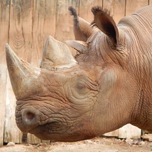 Eastern black rhinoceros 201121