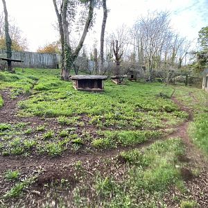 South African cheetah enclosure 201121