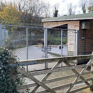 Mishmi takin enclosure 201121