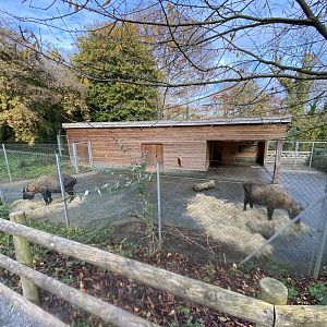 Mishmi takin enclosure 201121