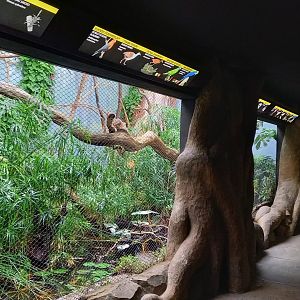 South American part of the new Bird House