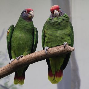 Red-tailed amazones