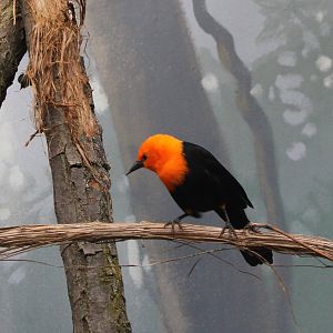 Scarlet-headed oriole