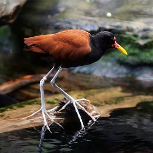 Wattled Jacana (Jacana jacana)