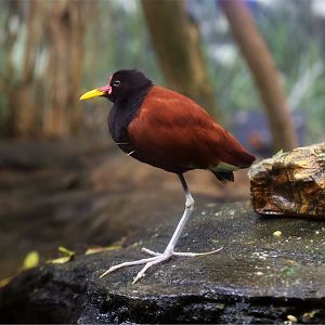 Wattled Jacana (Jacana jacana)