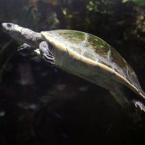 Red-headed Amazon Side-necked Turtle (Podocnemis erythrocephala)