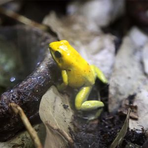 Black-legged Poison Frog