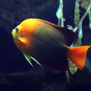 Clarion Angelfish (Holacanthus clarionensis)