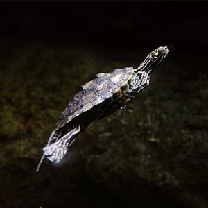 Ringed Map Turtle (Graptemys oculifera)