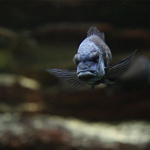 Duboisi Cichlid