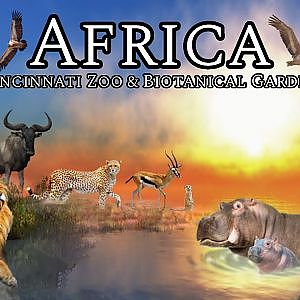 Africa at the Cincinnati Zoo | Ep. 21 (Virtual Zoo Tours YouTube)
