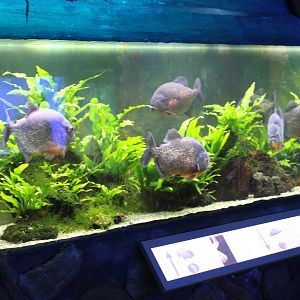 Aquarium Red-bellied piranha