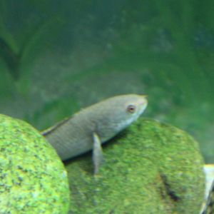 Least snakehead - Channa gachua