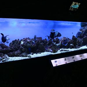 Tropical marine tank