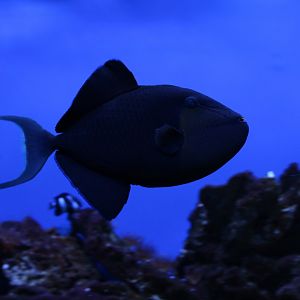 Red-toothed triggerfish - Odonus niger