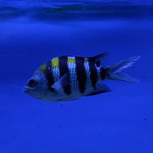 Indo-pacific sergeant - Abudefduf vaigiensis