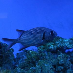 Blotcheye soldierfish - Myripristis berndti