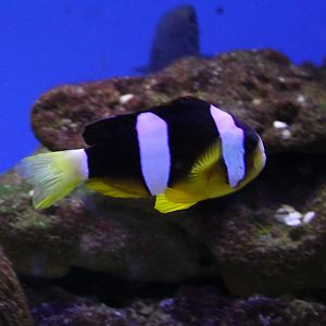 Yellowtail clownfish - Amphiprion clarkii