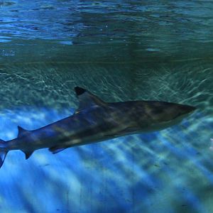 Blacktip reef shark - Carcharhinus melanopterus