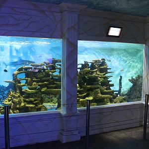 Reef shark tank