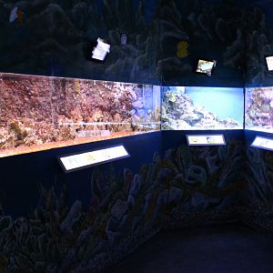 Smaller tropical marinefish tanks