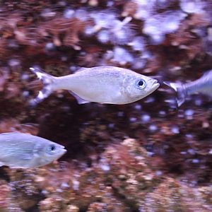 Barred flagtails - Kuhlia mugil