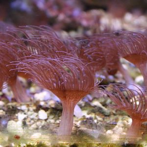 Sea anemones