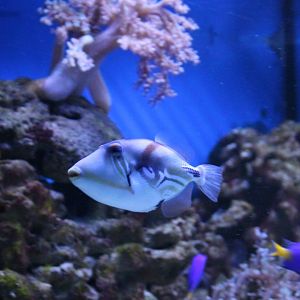 Picasso triggerfish - Rhinecanthus aculeatus