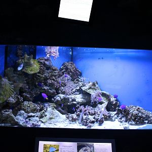 Triggerfish and Damselfish tank